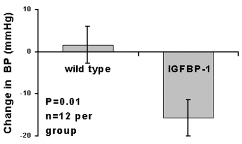 Figure 1. Systolic blood pressure response to glucose challenge.