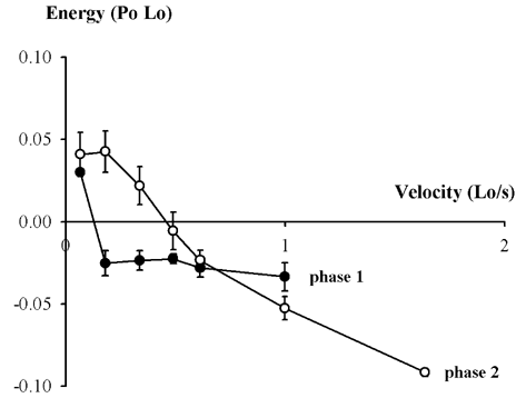 \"Figure 1. The initial part (phase 1) and later part (phase 2) of the energy change during stretch of single muscle fibres from frog. Energy is expressed relative to isometric force (Po) X fibre length (Lo), and velocity expressed relative to fibre length (Lo) to normalise for fibre size. Means ± S.E.M., results for 7 fibres\"
