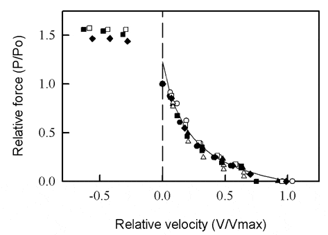 Figure 1. Force-velocity relationship from dogfish red muscle. Positive velocity indicates shortening. Different symbols represent data from different muscle preparations. All values normalized to Vmax and P0 of individual preparation. The continuous line is the hyperbolic equation fitted to all data points.