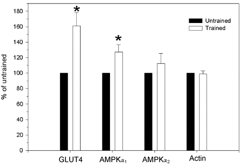 \"Figure 1. GLUT4, AMPKα1 and α2 protein expression in trained and untrained human skeletal muscle obtained by biopsy at day 30. The data were corrected for actin expression in each biopsy. Data are means ± S.E.M., and expressed as % relative to values in the untrained muscle. *Significant difference between trained and untrained muscle (P < 0.05).\"