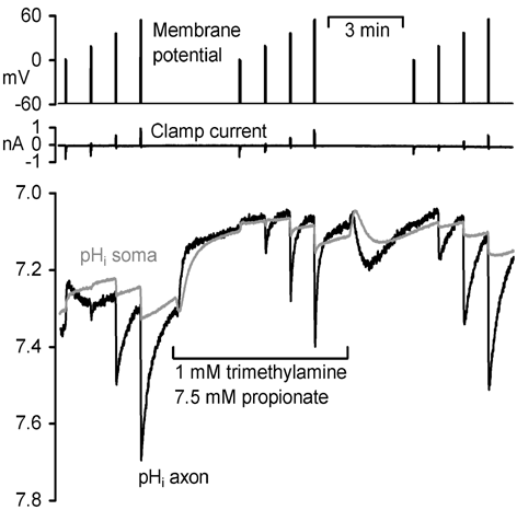 \"Figure 1. Membrane potential, clamp current and pHi measured in the axon (black trace) and soma (grey trace) of a whole cell patch-clamped snail neurone (depolarizations, 2 s) in Hepes-buffered Ringer solution (pH 7.45). Application or removal of the buffers should produce no steady-state pH shift at pHi 7.0 (Eisner et al. 1989).\"