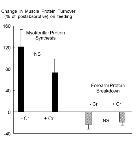 Figure 1. Lack of an effect of creatine supplementation on muscle protein turnover.