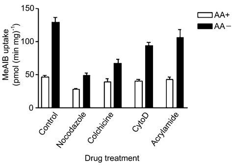 \"Figure 1. Suppression of adaptive regulation of System A transport by microtubule disruption. Nocodazole and colchicine reduce the increase in MeAIB transport induced by 4 h amino acid starvation. AA+, AA-containing medium. AA-, AA-deprived medium. Data are means ± S.E.M. (n = 6).\"