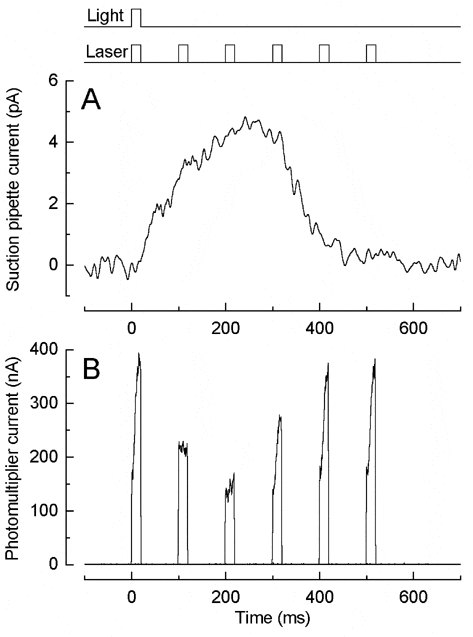 \"Figure 1. A, response to 405 nm flash delivering 8.8 X 105 photons µm-2 (average of 6 responses). B, fluo-4 fluorescence (DC-500 Hz) from the cone outer segment (each trace is average of 2 responses). Each 514 nm laser flash delivered 3.1 X 109 photons µm-2.\"