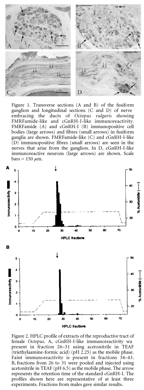 \"Figure 1. Transverse sections (A and B) of the fusiform ganglion and longitudinal sections (C and D) of nerves embracing the ducts of Octopus vulgaris showing FMRFamide-like and cGnRH-I-like immunoreactivity. FMRFamide (A) and cGnRH-I (B) immunopositive cell bodies (large arrows) and fibres (small arrows) in fusiform ganglia are shown. FMRFamide-like (C) and cGnRH-I-like (D) immunopositive fibres (small arrows) are seen in the nerves that arise from the ganglion. In D, cGnRH-I-like immunoreactive neurons (large arrows) are shown. Scale bars = 150 µm.Figure 2. HPLC profile of extracts of the reproductive tract of female Octopus. A, cGnRH-I-like immunoreactivity was present in fraction 26Ð31 using acetonitrile in TEAF (triethylaamine-formic acid) (pH 2.25) as the mobile phase. Faint immunoreactivity is present in fractions 34Ð43. B, fractions from 26 to 31 were pooled and injected using acetonitrile in TEAF (pH 6.5) as the mobile phase. The arrow represents the retention time of the standard cGnRH-I. The profiles shown here are representative of at least three experiments. Fractions from males gave similar results.\"