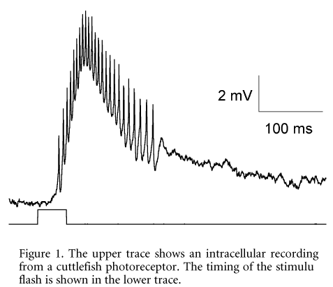 Figure 1. The upper trace shows an intracellular recording from a cuttlefish photoreceptor. The timing of the stimulus flash is shown in the lower trace.
