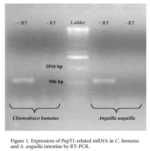 \"Figure 1. Expression of PepT1-related mRNA in C. hamatus and A. anguilla intestine by RT-PCR. H+/dipeptide cotransport activity was measured in the intestinal brush-border membrane vesicles (BBMV) by monitoring acridine orange fluorescence changes (Verri et al. 2000). In isolated BBMV, the icefish transporter displays a substrate specificity similar to that found in eel peptide transporter and a maximal transport activity falling in a narrow range of temperatures between -2 and 5 °C. Furthermore, the functional expression of peptide transporter was performed in a heterologous system by microinjection in Xenopus laevis oocytes of poly (A)+ RNA extracted from the intestinal mucosa of C. hamatus. In oocytes injected with poly(A)+ RNA, D-Phe-Ala uptake was 3-fold higher than that measured in water-injected oocytes. The expression was dose dependent, reaching maximum activity at 40 ng of poly (A)+ RNA and time dependent, reaching maximum activity on day 3 after injection. Poly (A)+ RNA-induced transport was inhibited by 10 mM Gly-Gln. Uptake performed at different temperatures (0Ð25 °C) was maximal at 25 °C. These data suggest the presence of a low-affinity type H+/peptide transporter on the brush-border membrane of C. hamatus intestine. When the intestinal peptide transporter of the Antarctic fish is expressed in the heterologous lipid microenvironment represented by X. laevis oocyte plasma membrane, its characteristic temperature dependence -2/5 °C) is modified (Fig. 2), thus suggesting a major role of the lipid component in the transport process. However, it cannot be excluded that cold adaptation might involve structural modifications of the transporter.\"
