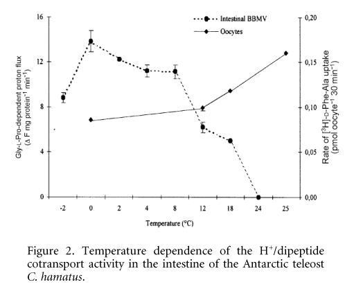 Figure 2. Temperature dependence of the H+/dipeptide cotransport activity in the intestine of the Antarctic teleost C. hamatus.