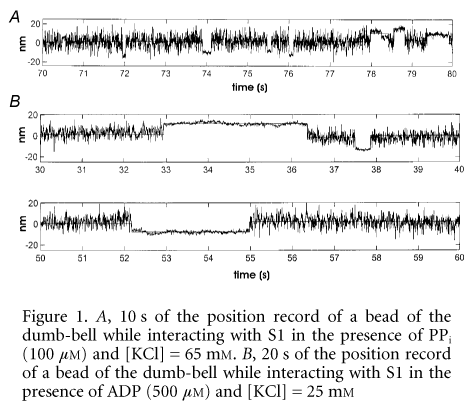 \"Figure 1. A, 10 s of the position record of a bead of the dumb-bell while interacting with S1 in the presence of PPi (100 mM) and [KCl] = 65 mM. B, 20 s of the position record of a bead of the dumb-bell while interacting with S1 in the presence of ADP (500 mM) and [KCl] = 25 mM\"