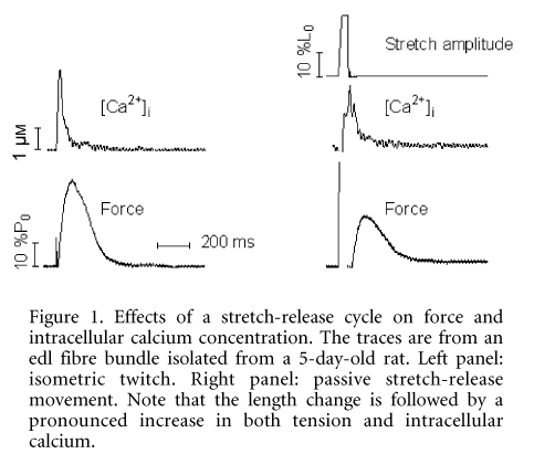 Figure 1. Effects of a stretch-release cycle on force and intracellular calcium concentration. The traces are from an edl fibre bundle isolated from a 5-day-old rat. Left panel: isometric twitch. Right panel: passive stretch-release movement. Note that the length change is followed by a pronounced increase in both tension and intracellular calcium.