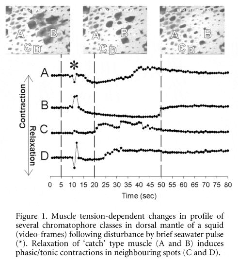 Figure 1. Muscle tension-dependent changes in profile of several chromatophore classes in dorsal mantle of a squid (video-frames) following disturbance by brief seawater pulse (*). Relaxation of 'catch' type muscle (A and B) induces phasic/tonic contractions in neighbouring spots (C and D).