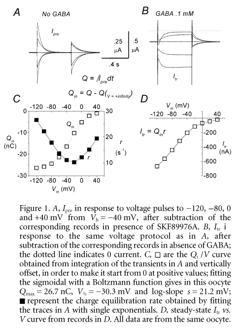 \"Figure 1. A, Ipre in response to voltage pulses to -120, -80, 0 and +40 mV from Vh = -40 mV, after subtraction of the corresponding records in presence of SKF89976A. B, Itr in response to the same voltage protocol as in A, after subtraction of the corresponding records in absence of GABA; the dotted line indicates 0 current. C, [opensquare] are the Qin/V curve obtained from integration of the transients in A and vertically offset, in order to make it start from 0 at positive values; fitting the sigmoidal with a Boltzmann function gives in this oocyte Qmax = 26.7 nC, V1/2 = -30.3 mV and log-slope s = 21.2 mV; [fillsquare] represent the charge equilibration rate obtained by fitting the traces in A with single exponentials. D, steady-state Itr vs. V curve from records in D. All data are from the same oocyte.\"