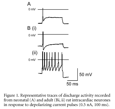 \"Figure 1. Representative traces of discharge activity recorded from neonatal (A) and adult (Bi, ii) rat intracardiac neurones in response to depolarizing current pulses (0.5 nA, 100 ms).\"