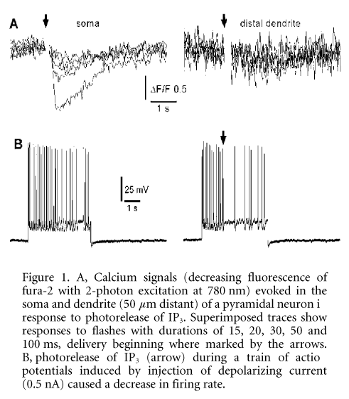\"Figure 1. A, Calcium signals (decreasing fluorescence of fura-2 with 2-photon excitation at 780 nm) evoked in the soma and dendrite (50 mm distant) of a pyramidal neuron in response to photorelease of IP3. Superimposed traces show responses to flashes with durations of 15, 20, 30, 50 and 100 ms, delivery beginning where marked by the arrows. B, photorelease of IP3 (arrow) during a train of action potentials induced by injection of depolarizing current (0.5 nA) caused a decrease in firing rate.\"