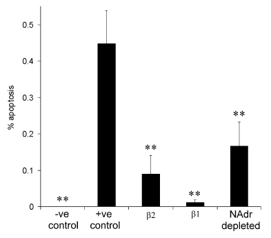 \"Figure 1. Apoptosis in the rat myocardium. -ve control: saline vehicle only; +ve control: clenbuterol only; β1: bisoprolol + clenbuterol; β2: ICI 118,551 + clenbuterol; NAdr depleted: reserpine + clenbuterol. All data are means ± S.E.M. (n = 8). One-way ANOVA with Tukey post-hoc analysis was used to determine statistical significance from the +ve control group; **P < 0.01.\"