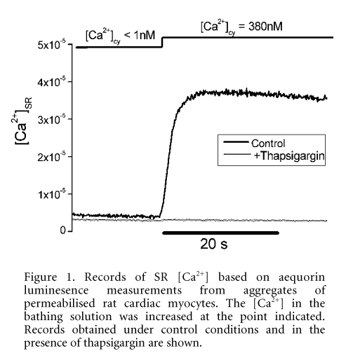 Figure 1. Records of SR [Ca2+] based on aequorin luminesence measurements from aggregates of permeabilised rat cardiac myocytes. The [Ca2+] in the bathing solution was increased at the point indicated. Records obtained under control conditions and in the presence of thapsigargin are shown.