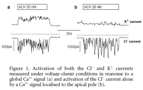 Figure 1. Activation of both the Cl- and K+ currents measured under voltage-clamp conditions in response to a global Ca2+ signal (a) and activation of the Cl- current alone by a Ca2+ signal localised to the apical pole (b).
