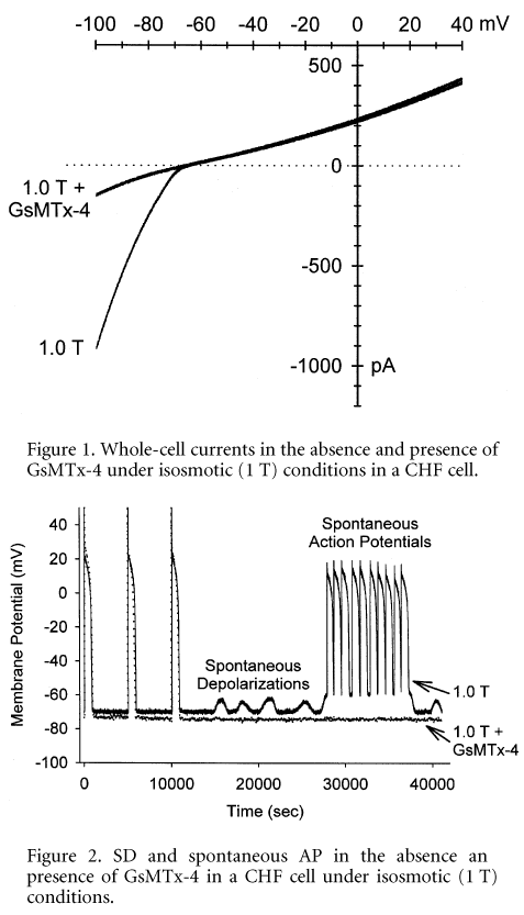 Figure 1. Whole-cell currents in the absence and presence of GsMTx-4 under isosmotic (1 T) conditions in a CHF cell. Figure 2. SD and spontaneous AP in the absence and presence of GsMTx-4 in a CHF cell under isosmotic (1 T) conditions.