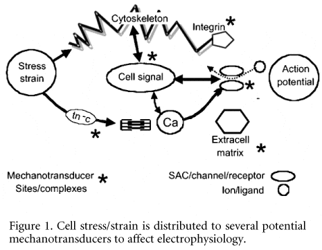Figure 1. Cell stress/strain is distributed to several potential mechanotransducers to affect electrophysiology.