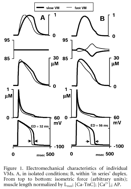 Figure 1. Electromechanical characteristics of individual VMs. A, in isolated conditions; B, within 'in series' duplex. From top to bottom: isometric force (arbitrary units); muscle length normalized by Lmax; [Ca-TnC]; [Ca2+]i; AP.In the duplex setting, we investigated isometric contractions of in series heterogeneous duplexes. External length of the duplex was fixed, whereas length of individual elements varied dynamically, due to the asynchronous mechanical activity of components. This internal mechanical interaction produced alterations in both mechanical and electrical activity of each muscle (see Fig. 1B for comparison with control behaviour in isolated conditions shown in Fig. 1A). Namely, APD of the fast muscle decreased further, while APD of the slow one increased, causing an increase in electrical dispersion (ED), defined as the time difference between 90 % repolarization. This ED may be modulated by introduction of a time lag (ΔTstim) in electrical activation of duplex elements, to simulate the differences in the speed of electrical (up to 3.5 m s-1) and mechanical (up to 350 m s-1) 'conduction' in cardiac tissue. Not unexpectedly, ED decreased when stimulation of the fast muscle was delayed and vice versa. However, there was a significant difference between the ΔTstim value and the effect on ED (Fig. 2A and B). Furthermore, applying ΔTstim for individual muscles in homogeneous duplexes (pairs of either fast or slow muscles) caused ED that significantly exceeded the delay value (Fig. 2C). Model analysis showed that these alterations in APD of mechanically interacting muscles were caused by non-linear mechanodependent changes in their Ca2+ kinetics, affecting ED mainly via the Na+-Ca2+ exchange current during the late plateau phase of the AP.\"