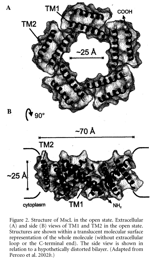 Figure 2. Structure of MscL in the open state. Extracellular (A) and side (B) views of TM1 and TM2 in the open state. Structures are shown within a translucent molecular surface representation of the whole molecule (without extracellular loop or the C-terminal end). The side view is shown in relation to a hypothetically distorted bilayer. (Adapted from Perozo et al. 2002b.)