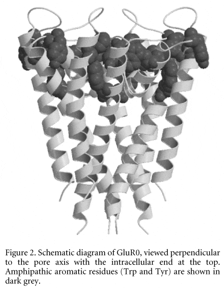 Figure 2. Schematic diagram of GluR0, viewed perpendicular to the pore axis with the intracellular end at the top. Amphipathic aromatic residues (Trp and Tyr) are shown in dark grey.\"