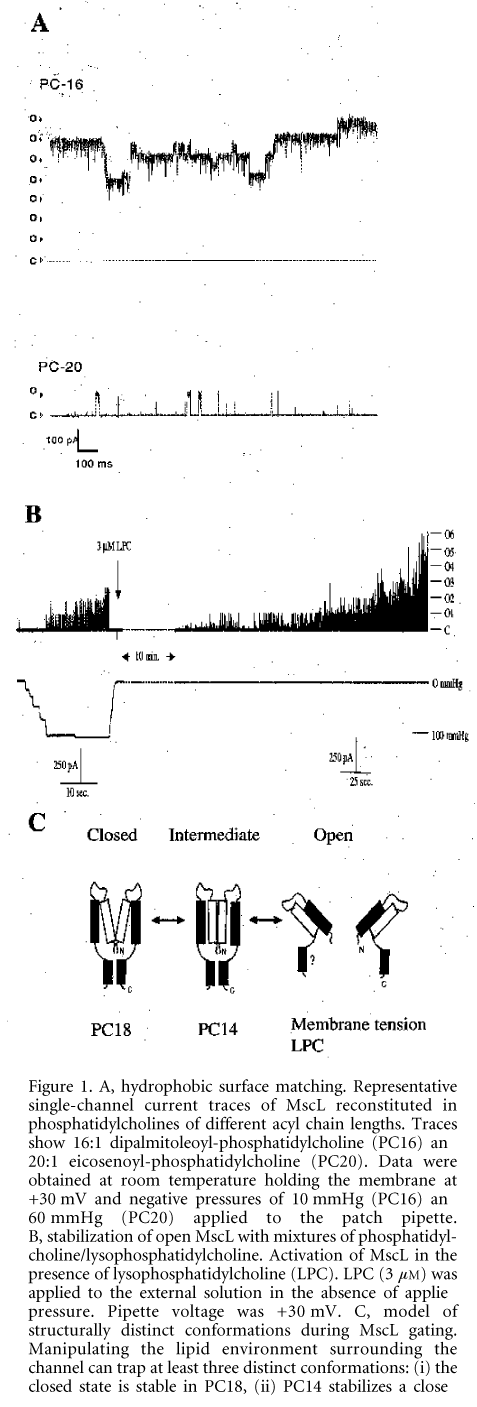Figure 1. A, hydrophobic surface matching. Representative single-channel current traces of MscL reconstituted in phosphatidylcholines of different acyl chain lengths. Traces show 16:1 dipalmitoleoyl-phosphatidylcholine (PC16) and 20:1 eicosenoyl-phosphatidylcholine (PC20). Data were obtained at room temperature holding the membrane at +30 mV and negative pressures of 10 mmHg (PC16) and 60 mmHg (PC20) applied to the patch pipette. B, stabilization of open MscL with mixtures of phosphatidyl-choline/lysophosphatidylcholine. Activation of MscL in the presence of lysophosphatidylcholine (LPC). LPC (3 mM) was applied to the external solution in the absence of applied pressure. Pipette voltage was +30 mV. C, model of structurally distinct conformations during MscL gating. Manipulating the lipid environment surrounding the channel can trap at least three distinct conformations: (i) the closed state is stable in PC18, (ii) PC14 stabilizes a closed conformation further along the kinetic path, and (iii) the fully open state can be stabilized by addition of LPC in one leaflet of the lipid bilayer. (Adapted from Perozo et al. 2002a.)Changes in membrane intrinsic curvature induced by the external addition of lysophosphatidylcholine (LPC) produced a dramatic increase in MscL single-channel activity in the absence of applied pressure (Fig. 1B). In EPR experiments addition of LPC to the external leaflet of the liposome bilayer generated massive spectroscopic changes in the narrow constriction that forms the channel 'gate', trapping the channel in the fully open state (Perozo et al. 2002b) (Fig. 1C), which suggested that it was the asymmetry in the lateral pressure profile between the two monolayers that caused the channel to open. Using EPR spectroscopy and site-directed spin labelling we have determined the structural rearrangements that underlie MscL closed-to-open transitions (Perozo et al. 2002b). Transitions to the open state were accompanied by massive rearrangements in both TM1 and TM2 helices, as shown by large increases in probe dynamics, solvent accessibility and the elimination of all inter-subunit spin-spin interactions. The open state is highly dynamic, supporting a water-filled pore of at least 25 ü, lined mostly by the TM1 helix (Fig. 2). This pore size is in agreement with the single-channel permeation studies, which by using large organic cations indicated a MscL pore of 30-40 ü in diameter (Hamill & Martinac, 2001). Our studies suggest a plausible molecular mechanism of gating in mechanosensitive channels.\"