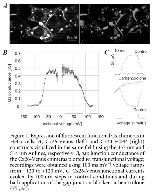 Figure 1. Expression of fluorescent functional Cx chimeras in HeLa cells. A, Cx26-Venus (left) and Cx30-ECFP (right) constructs visualized in the same field using the 457 nm and 514 nm Ar lines, respectively. B, gap junction conductance of the Cx26-Venus chimeras plotted vs. transjunctional voltage; recordings were obtained using 100 ms mV-1 voltage ramps from -120 to +120 mV. C, Cx26-Venus junctional currents evoked by 100 mV steps in control conditions and during bath application of the gap junction blocker carbenoxolone (75 mM).\"