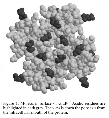 Figure 1. Molecular surface of GluR0. Acidic residues are highlighted in dark grey. The view is down the pore axis from the intracellular mouth of the protein.