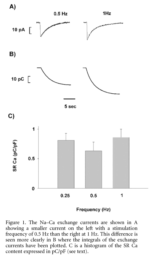 Figure 1. The Na-Ca exchange currents are shown in A showing a smaller current on the left with a stimulation frequency of 0.5 Hz than the right at 1 Hz. This difference is seen more clearly in B where the integrals of the exchange currents have been plotted. C is a histogram of the SR Ca content expressed in pC/pF (see text).