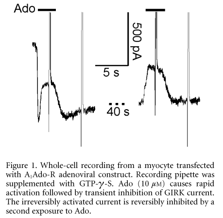 Figure 1. Whole-cell recording from a myocyte transfected with A1Ado-R adenoviral construct. Recording pipette was supplemented with GTP-λ-S. Ado (10 µM) causes rapid activation followed by transient inhibition of GIRK current. The irreversibly activated current is reversibly inhibited by a second exposure to Ado.