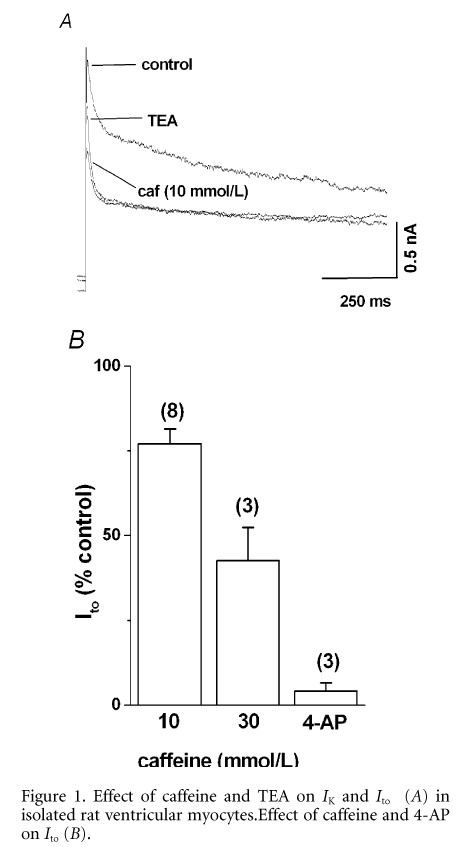 Figure 1. Effect of caffeine and TEA on IK and Ito (A) in isolated rat ventricular myocytes.Effect of caffeine and 4-AP on Ito (B).