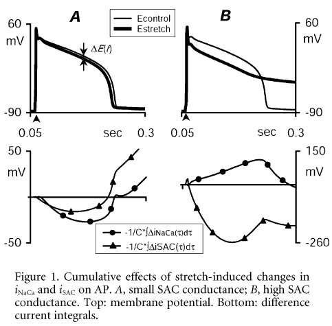 Figure 1. Cumulative effects of stretch-induced changes in iNaCa and iSAC on AP. A, small SAC conductance; B, high SAC conductance. Top: membrane potential. Bottom: difference current integrals.\"