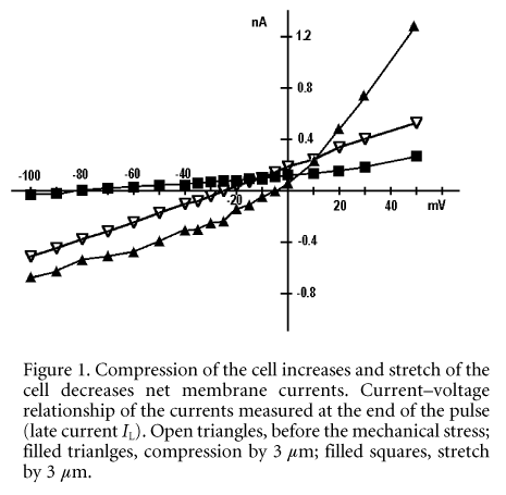 Figure 1. Compression of the cell increases and stretch of the cell decreases net membrane currents. Current-voltage relationship of the currents measured at the end of the pulse (late current IL). Open triangles, before the mechanical stress; filled trianlges, compression by 3 µm; filled squares, stretch by 3 µm.\"