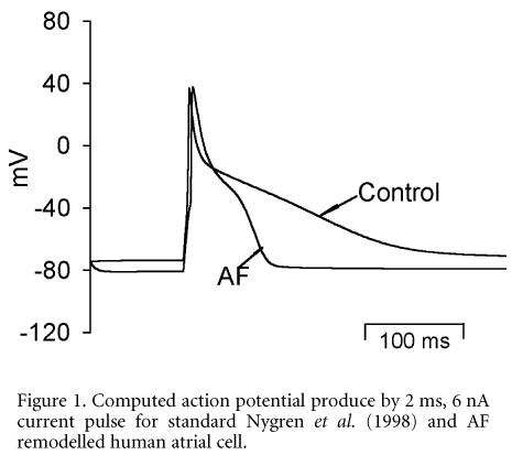 Figure 1. Computed action potential produce by 2 ms, 6 nA current pulse for standard Nygren et al. (1998) and AF remodelled human atrial cell.\"
