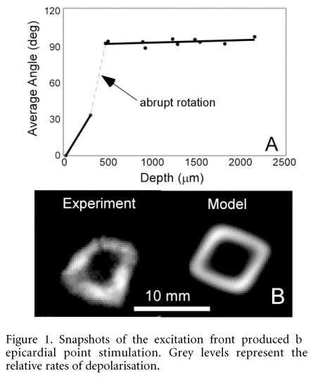 Figure 1. Snapshots of the excitation front produced by epicardial point stimulation. Grey levels represent the relative rates of depolarisation.