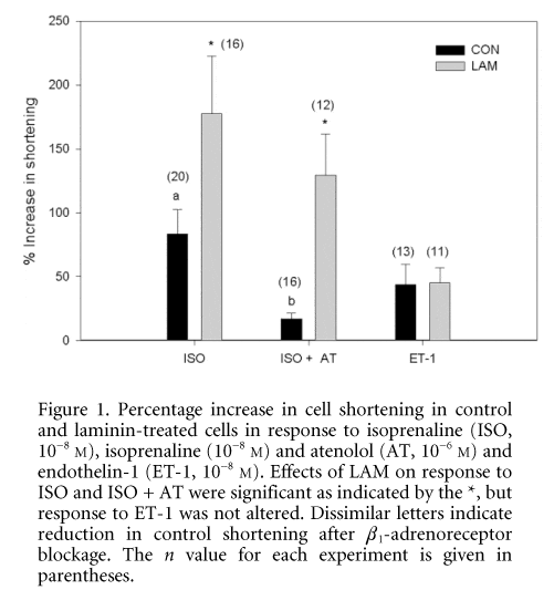 Figure 1. Percentage increase in cell shortening in control and laminin-treated cells in response to isoprenaline (ISO, 10-8 M), isoprenaline (10-8 M) and atenolol (AT, 10-6 M) and endothelin-1 (ET-1, 10-8 M). Effects of LAM on response to ISO and ISO + AT were significant as indicated by the *, but response to ET-1 was not altered. Dissimilar letters indicate reduction in control shortening after β1-adrenoreceptor blockage. The n value for each experiment is given in parentheses.\"