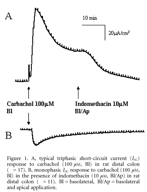 Figure 1. A, typical triphasic short-circuit current (ISC) response to carbachol (100 mM, Bl) in rat distal colon (n = 17). B, monophasic ISC response to carbachol (100 mM, Bl) in the presence of indomethacin (10 mM, Bl/Ap) in rat distal colon (n = 11). Bl = basolateral, Bl/Ap = basolateral and apical application.\"