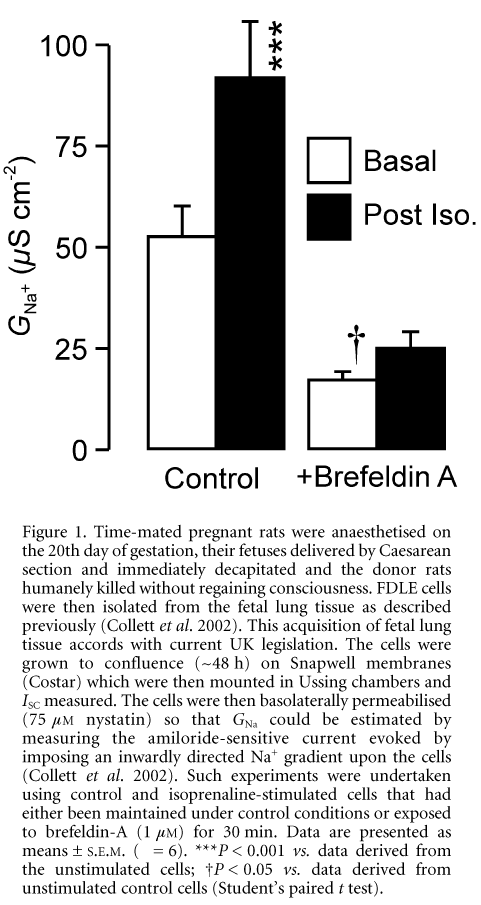 Figure 1. Time-mated pregnant rats were anaesthetised on the 20th day of gestation, their fetuses delivered by Caesarean section and immediately decapitated and the donor rats humanely killed without regaining consciousness. FDLE cells were then isolated from the fetal lung tissue as described previously (Collett et al. 2002). This acquisition of fetal lung tissue accords with current UK legislation. The cells were grown to confluence (~48 h) on Snapwell membranes (Costar) which were then mounted in Ussing chambers and ISC measured. The cells were then basolaterally permeabilised (75 mM nystatin) so that GNa could be estimated by measuring the amiloride-sensitive current evoked by imposing an inwardly directed Na+ gradient upon the cells (Collett et al. 2002). Such experiments were undertaken using control and isoprenaline-stimulated cells that had either been maintained under control conditions or exposed to brefeldin-A (1 mM) for 30 min. Data are presented as means ± S.E.M. (n = 6). ***P < 0.001 vs. data derived from the unstimulated cells; †P < 0.05 vs. data derived from unstimulated control cells (Student's paired t test).\"