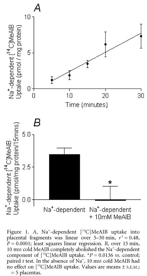 Figure 1. A, Na+-dependent [14C]MeAIB uptake into placental fragments was linear over 5-30 min, r 2 = 0.48, P = 0.0001; least squares linear regression. B, over 15 min, 10 mM cold MeAIB completely abolished the Na+-dependent component of [14C]MeAIB uptake. *P = 0.0136 vs. control; paired t test. In the absence of Na+, 10 mM cold MeAIB had no effect on [14C]MeAIB uptake. Values are means ± S.E.M.; n = 5 placentas.\"