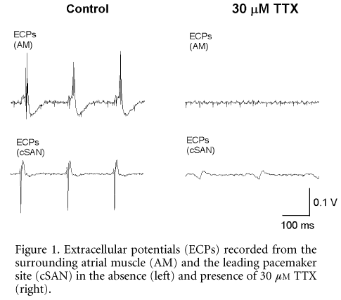 Figure 1. Extracellular potentials (ECPs) recorded from the surrounding atrial muscle (AM) and the leading pacemaker site (cSAN) in the absence (left) and presence of 30 µM TTX (right).