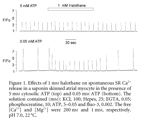 Figure 1. Effects of 1 mM halothane on spontaneous SR Ca2+ release in a saponin skinned atrial myocyte in the presence of 5 mM cytosolic ATP (top) and 0.05 mM ATP (bottom). The solution contained (mM): KCl, 100; Hepes, 25; EGTA, 0.05; phosphocreatine, 10; ATP, 5-0.05 and fluo-3, 0.002. The free [Ca2+] and [Mg2+] were 200 nM and 1 mM, respectively. pH 7.0, 22 °C.\"