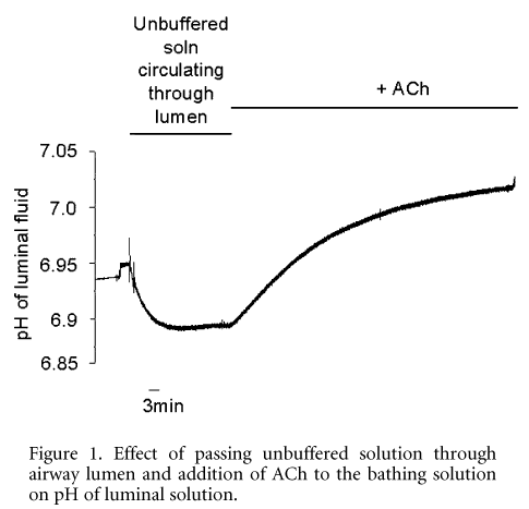 Figure 1. Effect of passing unbuffered solution through airway lumen and addition of ACh to the bathing solution on pH of luminal solution.
