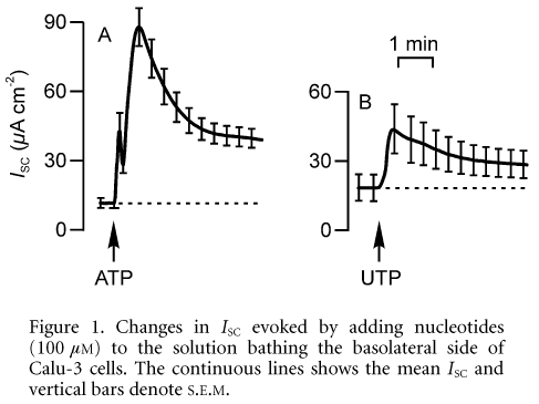 Figure 1. Changes in ISC evoked by adding nucleotides (100 mM) to the solution bathing the basolateral side of Calu-3 cells. The continuous lines shows the mean ISC and vertical bars denote S.E.M.
