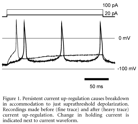 Figure 1. Persistent current up-regulation causes breakdown in accommodation to just suprathreshold depolarization. Recordings made before (fine trace) and after (heavy trace) current up-regulation. Change in holding current is indicated next to current waveform.