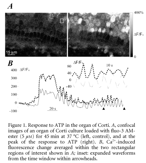 Figure 1. Response to ATP in the organ of Corti. A, confocal images of an organ of Corti culture loaded with fluo-3 AM-ester (5 mM) for 45 min at 37 °C (left, control), and at the peak of the response to ATP (right). B, Ca2+-induced fluorescence change averaged within the two rectangular regions of interest shown in A; inset: expanded waveforms from the time window within arrowheads.\"