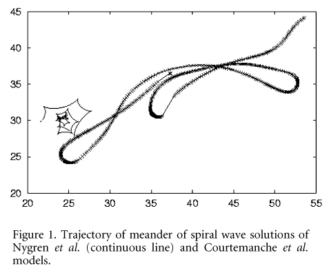 Figure 1. Trajectory of meander of spiral wave solutions of Nygren et al. (continuous line) and Courtemanche et al. models.