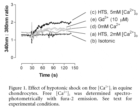 Figure 1. Effect of hypotonic shock on free [Ca2+]i in equine chondrocytes. Free [Ca2+]i was determined spectrophotometrically with fura-2 emission. See text for experimental conditions.