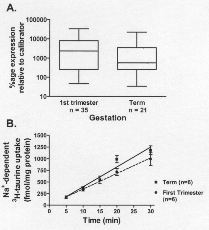 Figure 1 n = no of placentas A: TauT mRNA expression in first trimester and term placenta relative to the calibrator. Expression does not change significantly over gestation (2-tailed Mann Whitney test). B: Na+-dependent 3H-taurine uptake (mean Â± SEM) is linear over 30min in first trimester (r2=0.69) and term fragments (r2=0.85) p<0.0001 least squares linear regression. The slopes of the two lines are not significantly different from each other indicating the rate of uptake does not change over gestation.