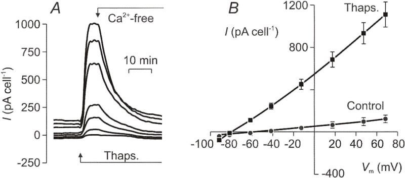 Fig. 1. Dexamethasone-treated (0.2 μM) H441 cells grown on glass coverslips were held under voltage clamp in the perforated patch recording configuration. The membrane currents were evoked by driving ψ*bsup*+ s.e.m. n = 9) in control and thapsigargin-treated cells.